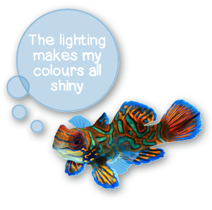 Frittet flot farvet fisk lys